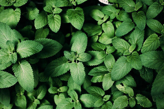 Peppermint Tincture (Mentha piperita)