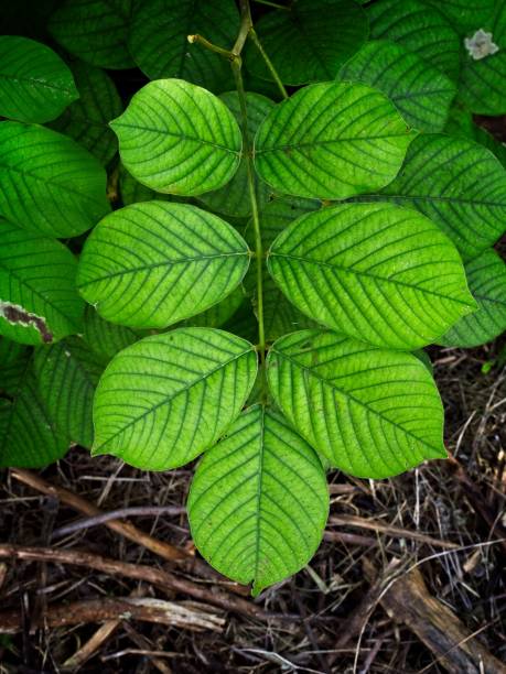 Jamaican Dogwood Tincture (Piscidia erythrina)