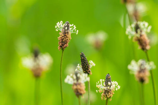 Plantain Tincture (Plantago lanceolata)