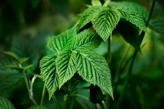 Raspberry Leaf Tincture (Rubus idaeus)