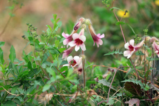 Chinese Foxglove Tincture (Rehmannia glutinosa) 1:3 45%