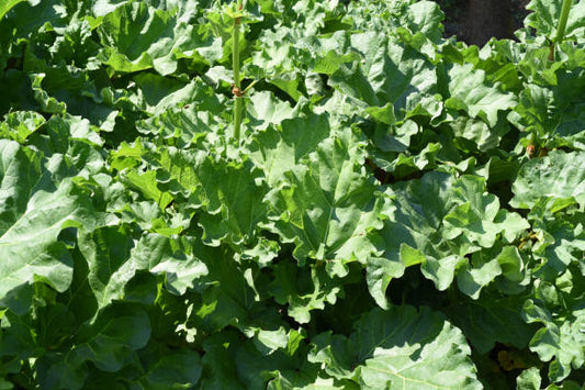 Rhubarb Root Tincture (Rheum officinale)