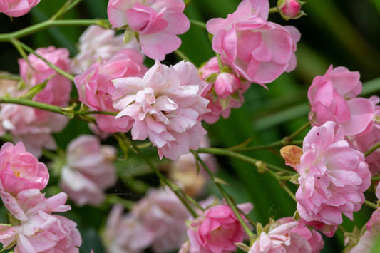 Rose Tincture (Rosa damascena)