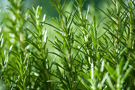 Rosemary Tincture (Rosmarinus officinalis)