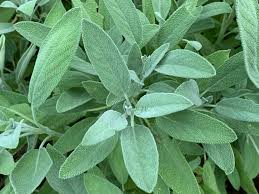 Sage Leaf Tincture (Salvia officinalis)