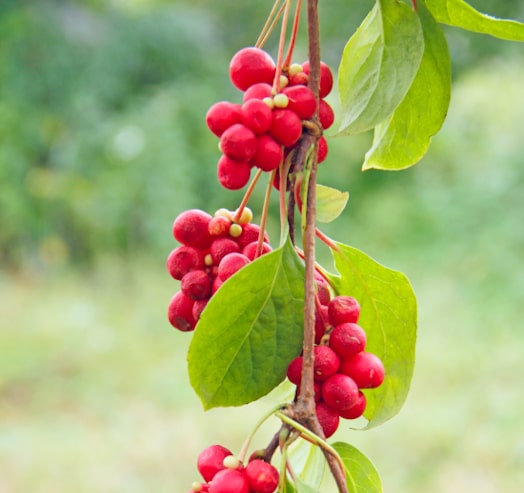 Schisandra (Wu Wei Zi) Tincture (Schisandra chinensis)