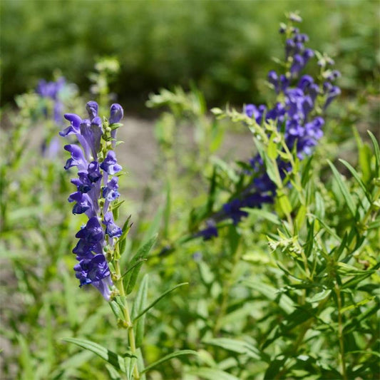 Skullcap Tincture (Scutellaria lateriflora)