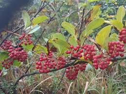 Sarsaparilla Tincture (Smilax ornata)