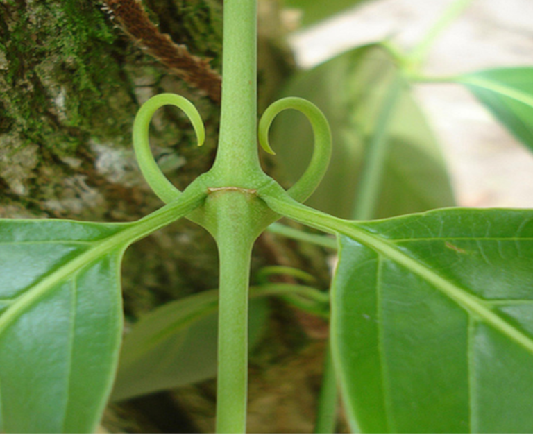 Cat's Claw Bark Tincture (Uncaria tomentosa)