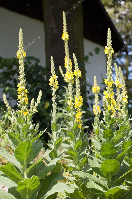 Mullein Flower Tincture (Verbascum thapsus)