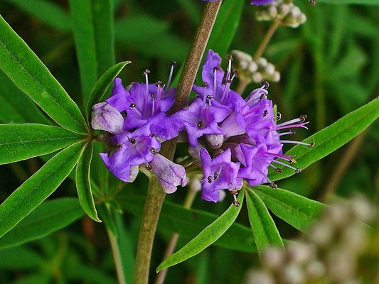 Chaste Tree Berry Tincture (Vitex agnus castus)