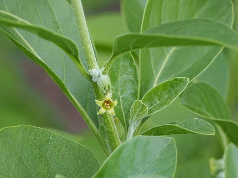 Ashwagandha Root Tincture (Withania somnifera)